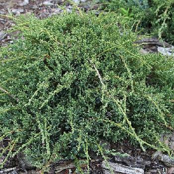 Можжевельник чешуйчатый Juniperus squamata 'Denfa Malachit' 